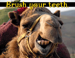 Brush Your Teeth - Click Image to Close