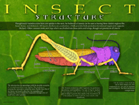 Insect Structure