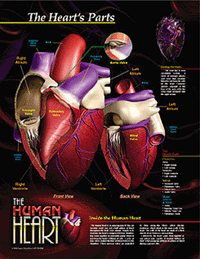 Heart's Parts
