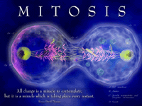 Mitosis Images and Ideas