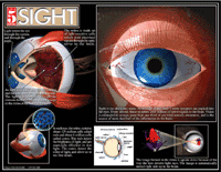 Five Senses Poster Set - Click Image to Close