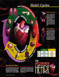 The Human Heart Poster Set