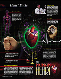 The Human Heart Poster Set - Click Image to Close