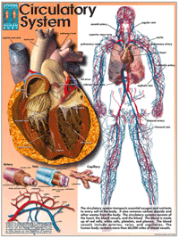 Systems Of The Human Body Poster Set