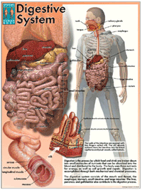 Systems Of The Human Body Poster Set - Click Image to Close